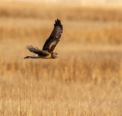 The Best Sanctuaries in the World to Protect Birds