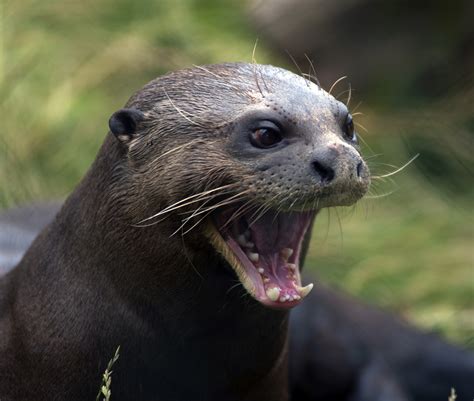 Researchers crack the code of otter chatter | animal-behaviour | Earth Touch News