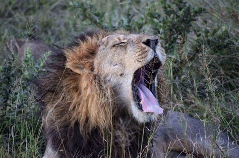 Wildlife In Botswana: A Selection Of The Best Places To Admire It