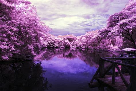 «infrared photo» HD Wallpapers