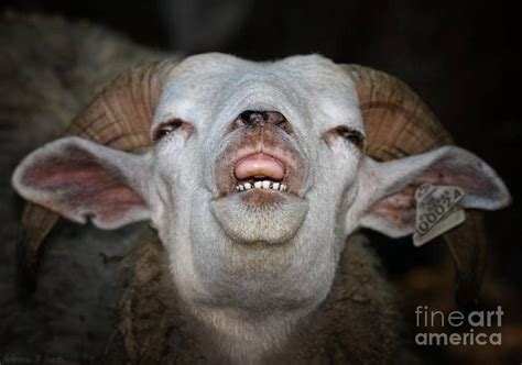 sheep smiling OR grunting | Schapen