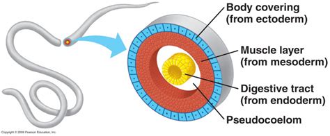 Ciencias de Joseleg: 6 SISTEMA CIRCULATORIO EN GUSANOS PLATELMINTOS Y NEMÁTODOS