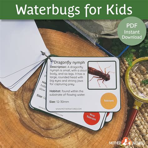 Waterbug Identification for Kids Aquatic Macroinvertebrates for Kids ...