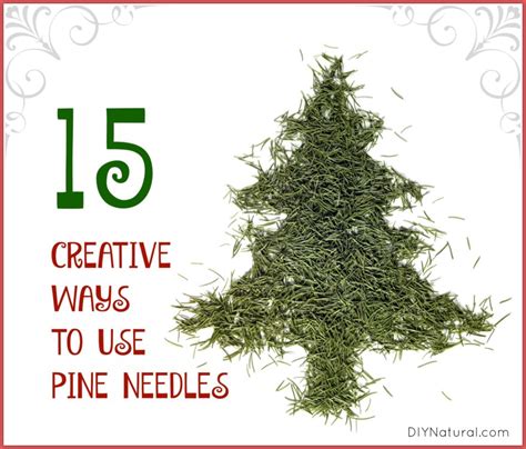 Pine Needles are Useful: Here Are 15 Ways to Use Them