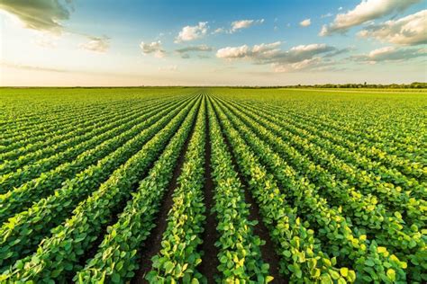 Microorganisms in agriculture: a crop development opportunity?