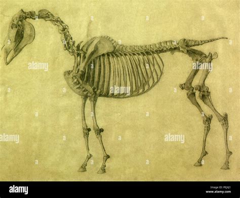 Horse anatomy illustration hi-res stock photography and images - Alamy