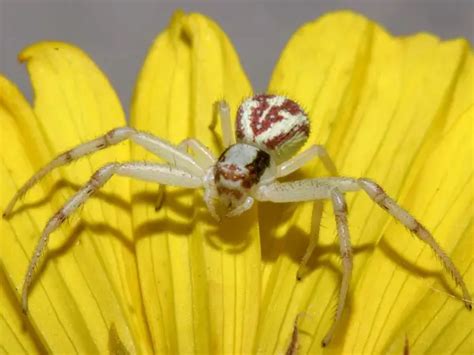 Crab Spider Facts | Anatomy, Diet, Habitat, Distribution