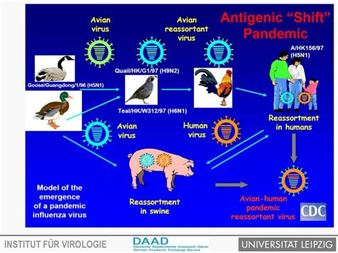 Avian influenza virus and transmission