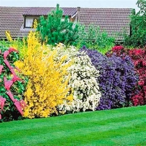 Best Evergreen Flowering Hedges at Lawrence Hester blog