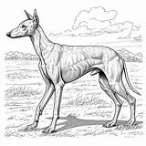 Whippet Dog Drawing Coloring Book page  Premium AI Generated Image sketch template