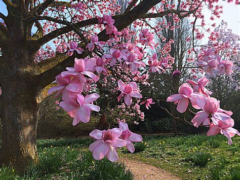 Pink Magnolia Tree Photograph by Vicky Adams