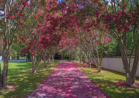 7/14/17 – Birmingham Botanical Gardens in Bloom | Picture Birmingham