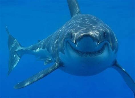 A friendly smiling female tiger shark wants to invite you for lunch Pix by Brian Skelly | Sharks ...