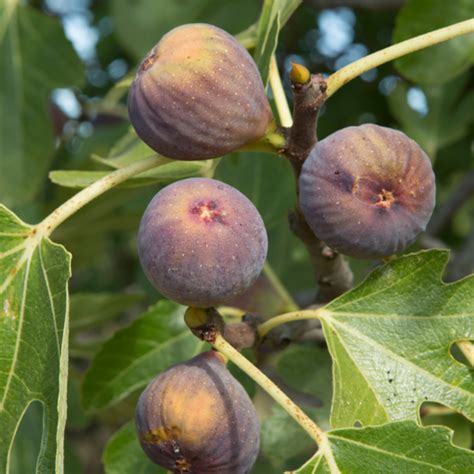 Olympian Fig Trees for Sale at Arbor Day's Online Tree Nursery - Arbor Day Foundation