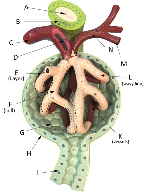 Glomerulus 2 Diagram | Quizlet