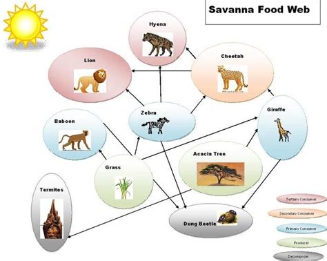 eatingrecipe.com Grassland Biome Food Web With Trophic Levels | Grassland biome, Food web ...