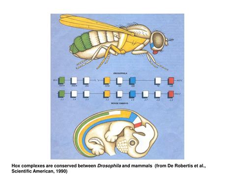 PPT - MOLECULAR REGULATION OF DEVELOPMENT GROWTH FACTOR SIGNALING, HOX GENES AND THE BODY PLAN ...