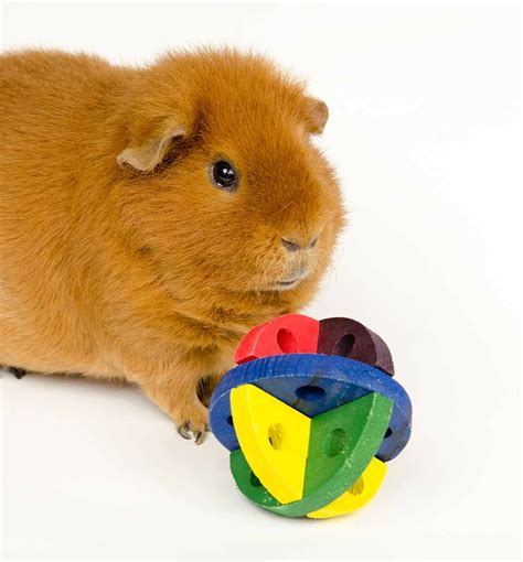 Guinea Pig Chew Toys | Wow Blog