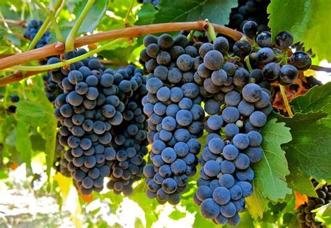 20 Most Popular Types of Wine Grapes [Detailed Guide]