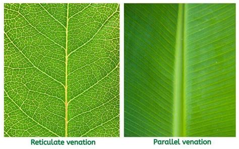 Venation Types