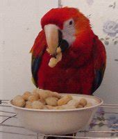 Parrots: What do Macaws eat?