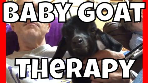 Baby Goat Therapy at AldermanFarms - YouTube