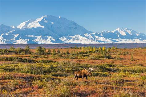 Tundra photos from Alaska's Interior and Arctic landscape.