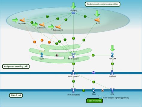 Immune response - Antigen presentation by MHC class II Pathway Map ...