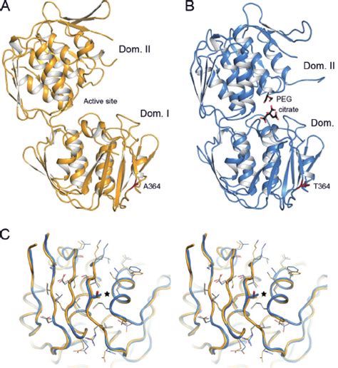 Crystal structure of pneumococcal MurA1. (A) Overall structure of S . | Download Scientific Diagram