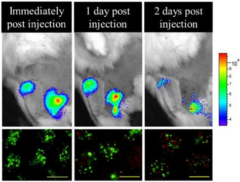 Bioluminescence imaging performed immediately, 24, and 48 hours after ...