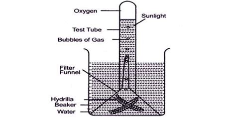 Experiment to Demonstrate: Oxygen is Evolved during Photosynthesis - QS ...