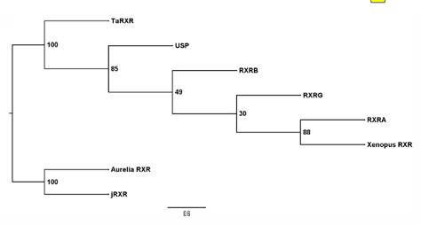 Figure 2 from Trichoplax adhaerens reveals an endocrine-like network ...