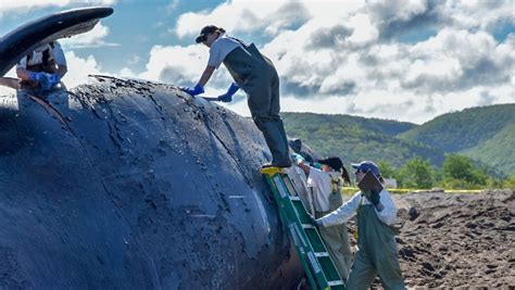 Advocacy group campaigns for Canada, U.S. unity on right whale ...