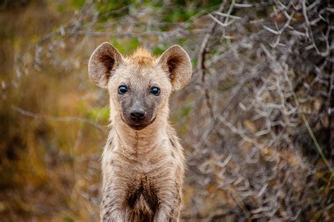 10 AMAZING FACTS ABOUT HYENA — Wild Tomorrow