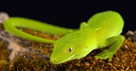 10 Beautiful Green Animals - IMP WORLD