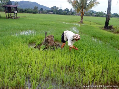 Pemandangan Di Kampung : Sawah Padi | The_ramaramapendek