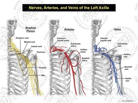 Left Axillary Artery