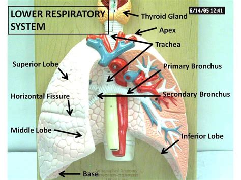 Respiratory System Labeled Diagram