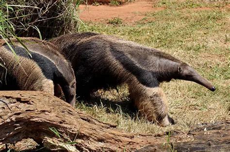 Anteater Descriptions, Habitats, Images, Diets, and Interesting Facts