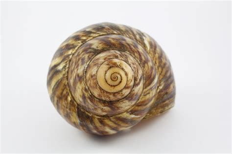 Spiral snail shell | Geometry in nature, Snail, Divine proportion