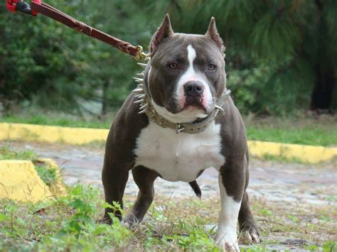 American Bully Wallpapers - Top Free American Bully Backgrounds - WallpaperAccess