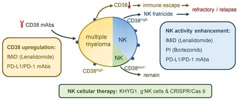 Regulation of CD38 on Multiple Myeloma and NK Cells by Monoclonal Antibodies [Abstract]