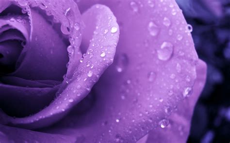 🔥 Download Purple Roses Background Wallpaper High Definition Quality by @deannab26 | Purple Rose ...