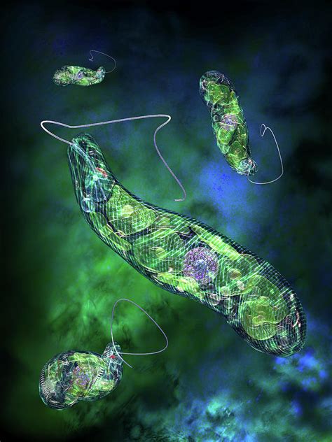 Euglena Flagellate Protozoa Photograph by Russell Kightley/science ...