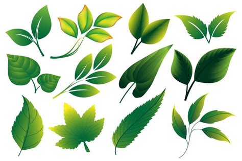 Premium Vector | Green leaf vector design