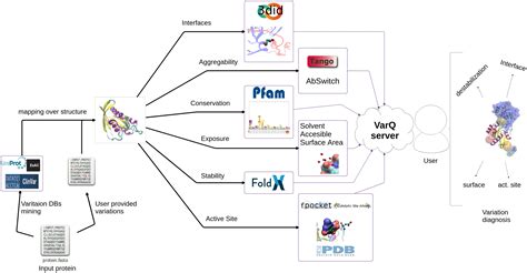 Frontiers | VarQ: A Tool for the Structural and Functional Analysis of Human Protein Variants