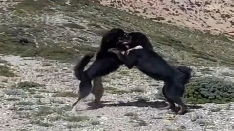 Tibetan Mastiff Fight || Mountain Dogs Fight || Dogs Fight || Himalayan ...