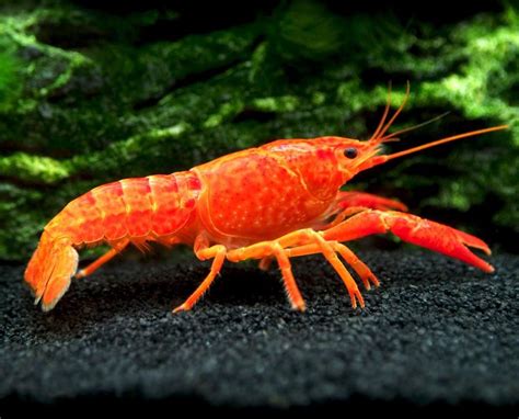 Crayfish Wallpapers - Wallpaper Cave