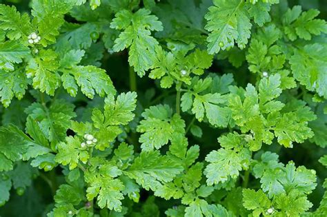 Feverfew Leaves - Definition of Feverfew Leaves