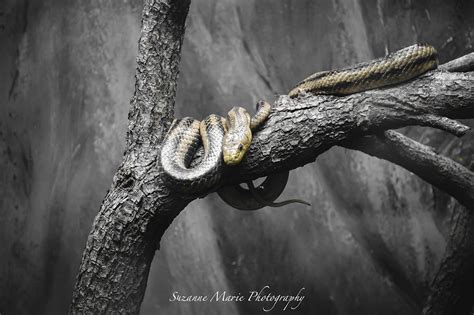 Snake in a Tree :: Behance